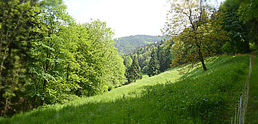 Das Gertelbachtal im Schwarzwald