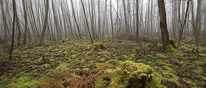 Dachauer Moor im Nebel © Second2None #21947868