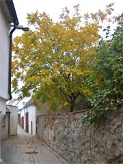 spätherbstlicher Mühlenring, Stadtmauer von Wemding