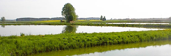 An der Aisch bei Erlangen werden im Teichgebiet Spiegelkarpfen gezüchtet - lecker!