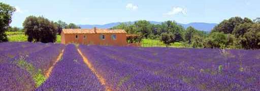 Lavendel - Blüte in der Provence © LianeM #30812756
