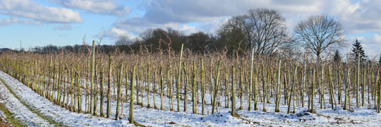 Winter im Alten Land