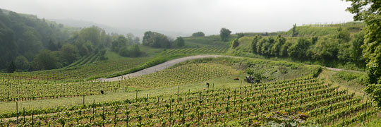 Weinbau in Bötzingen