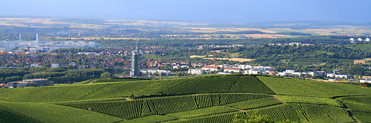 Weinanbau in Neckarsulm