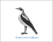 Steinschmätzer