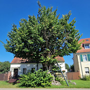 Naturdenkmal Flatterulma Rahnsdorf