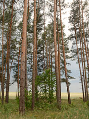 Wenige Meter nach dem letzten Haus des Städtchen Fürstenberg: Wald