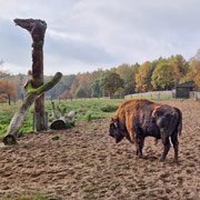 Wisentreservat Damerow