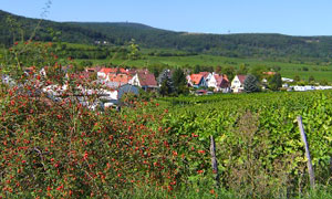 Blick über den Ortsrand von Bad Dürkheim in die umliegenden Weinberge und den Rand des Pfälzer Waldes