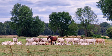 Apenburg