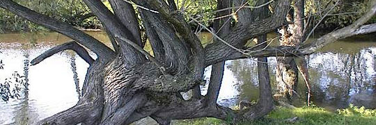 Zwickauer Mulde bei Waldenburg